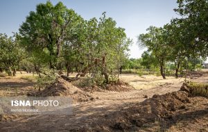 تغییرکاربری غیرمجاز بلای جان باغستان سنتی قزوین