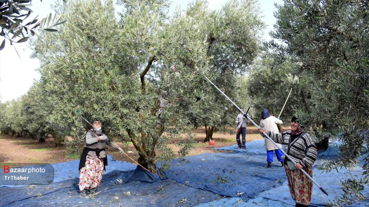 پرورش طلای سبز در حاشیه کویر| زیتون خراسان جنوبی از نبود فراوری رنج می برد