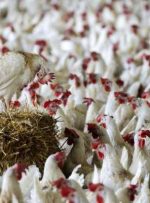 سوئیس در حال رد ابتکار ممنوعیت کشاورزی در کارخانه است