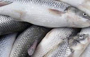 قیمت روز ماهی/ ماهی کیلیکا چند؟ قیمت روز ماهی/ ماهی کیلیکا چند؟