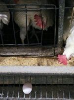 قیمت مرغ و تخم مرغ بعد از اصلاح چند می‌شود؟