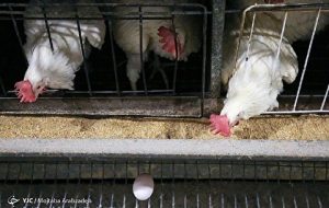 قیمت مرغ و تخم مرغ بعد از اصلاح چند می‌شود؟