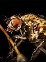 چرا باید از مگس‌ها دوری کنیم؟/ واقعیتی ترسناک درباره این حشرات موذی