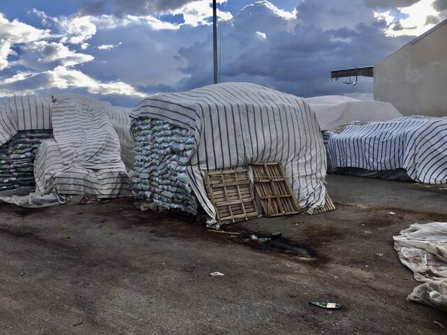 سرانجام برنج‌های باران‌زده چه شد؟
