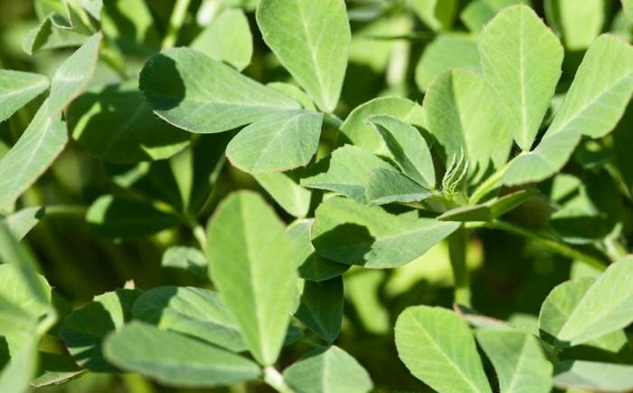 برگ-شنبلیله