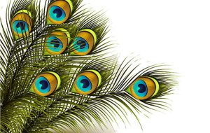 پر طاووس نماد چیست؟ / ۹ مفهوم معنوی پر طاووس