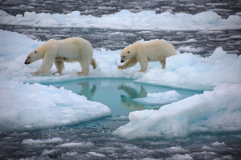 خرس‌های قطبی در قطب شمال