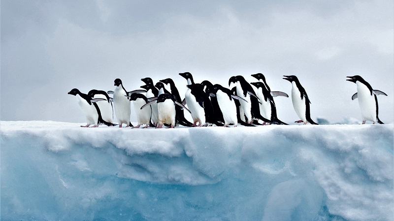 پنگوئن‌ها در قطب جنوب