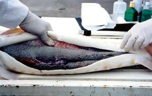 یکسال دیگر از خاویار دریای خزر خبری نیست! یکسال دیگر از خاویار دریای خزر خبری نیست!