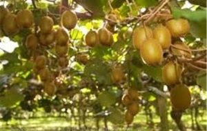 کشورهای همسایه مشتری کیوی ایران / ارز آوری و سود اقتصادی با صادرات کیوی