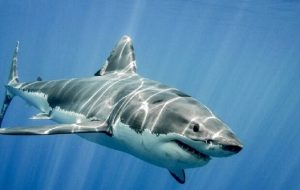 حمله ناکام کوسه به یک زن غواص + فیلم حمله ناکام کوسه به یک زن غواص + فیلم