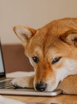 معاملات آتی Dogecoin نزدیک به 90 میلیون دلار در انحلال در آخر هفته در حرکتی غیرمعمول افزایش یافت
