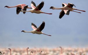 آواز پرندگان چه معنایی دارد؟ + فیلم