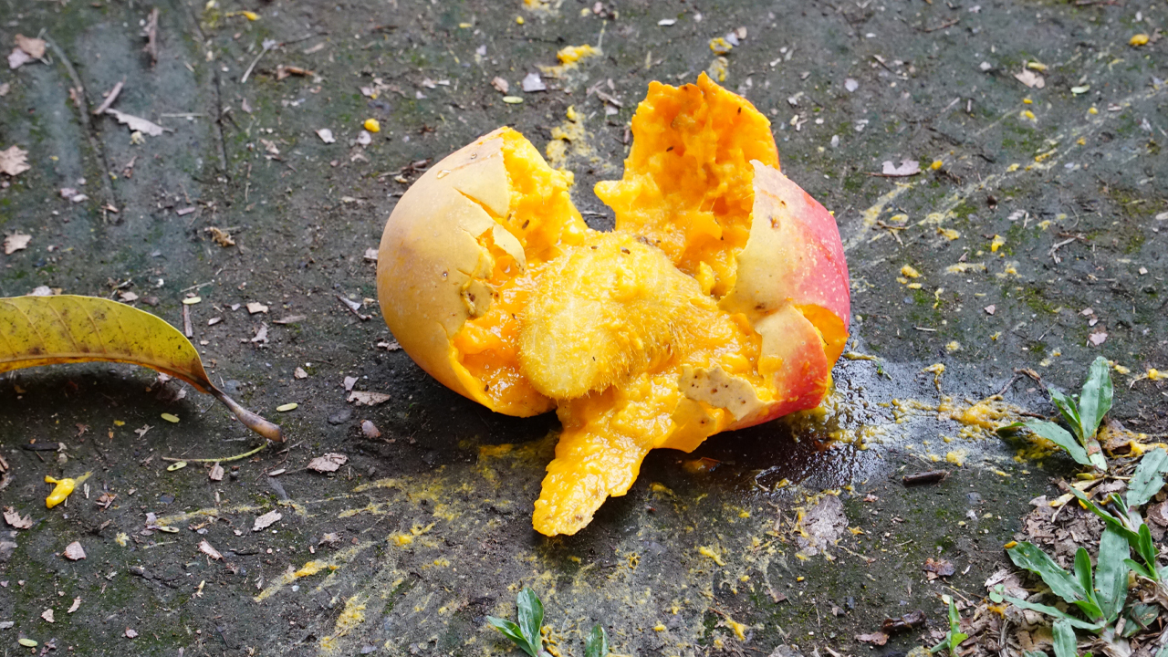 Protocol Defi مبتنی بر Solana، Mango Markets 117 میلیون دلار در هک، سوء استفاده که در اختلاف پروژه در ماه مارس فاش شد، ضرر کرد.