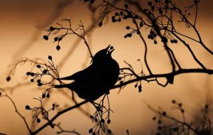 تاثیر باورنکردنی شنیدن صدای پرندگان بر اعصاب