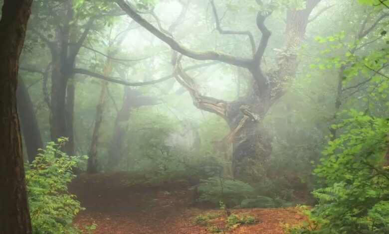 تست بینایی تک شاخ