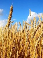 خرید گندم ۶۰ درصد افزایش یافت