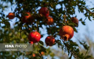 ساوه، مهیای برگزاری نخستین جشنواره ملی انار