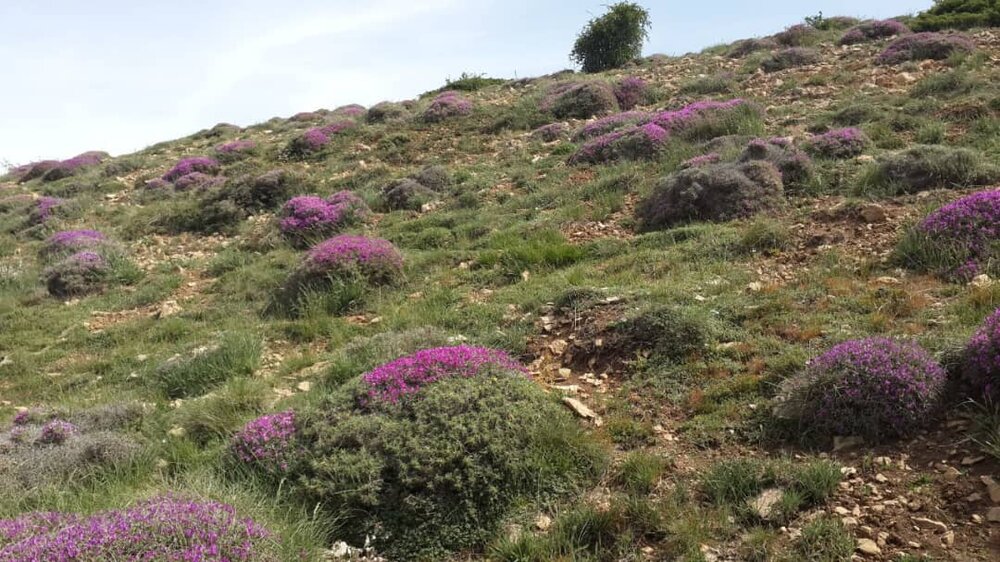 طلای سبز لگد مال می شود/ خام فروشی گیاهان دارویی