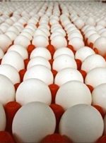 عرضه تخم مرغ بالاتر از ۳ هزار تومان گرانفروشی است
