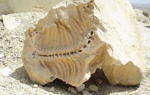 فسیل‌های ۲۰ میلیون ساله شیرین‌سو جاذبه‌ گردشگری بی‌نظیر