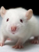 فیلم | انقلاب شگفت انگیز در علم پزشکی : این موش اعصاب مغز انسان را دارد!