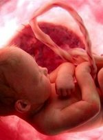 مراحل تشکیل قلب جنین چگونه است؟