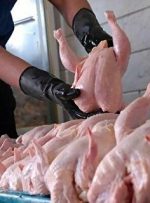 مرغ دوباره گران می‌شود؟