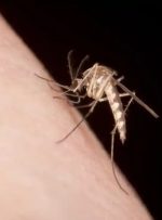 پشه‌ها چه کسانی را بیشتر نیش می‌زنند؟