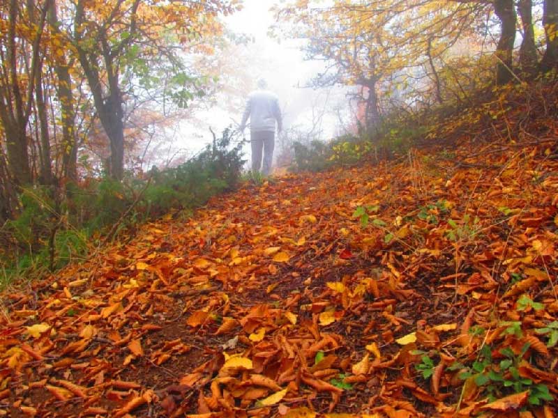 جنگل ابر شاهرود