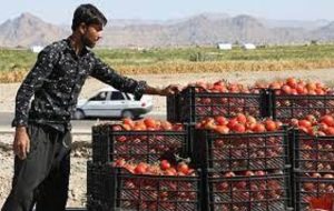 قیمت گوجه فرنگی و پیاز پوست مردم را کند/ روستایی‌ها در اوج تورم