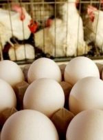 قیمت تخم‌مرغ همچنان در حال افزایش/ شانه‌ای چند؟