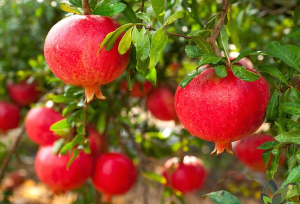 روش صحیح کاشت درخت انار + اطلاعات در مورد پرورش و تکثر از صفر تا صد