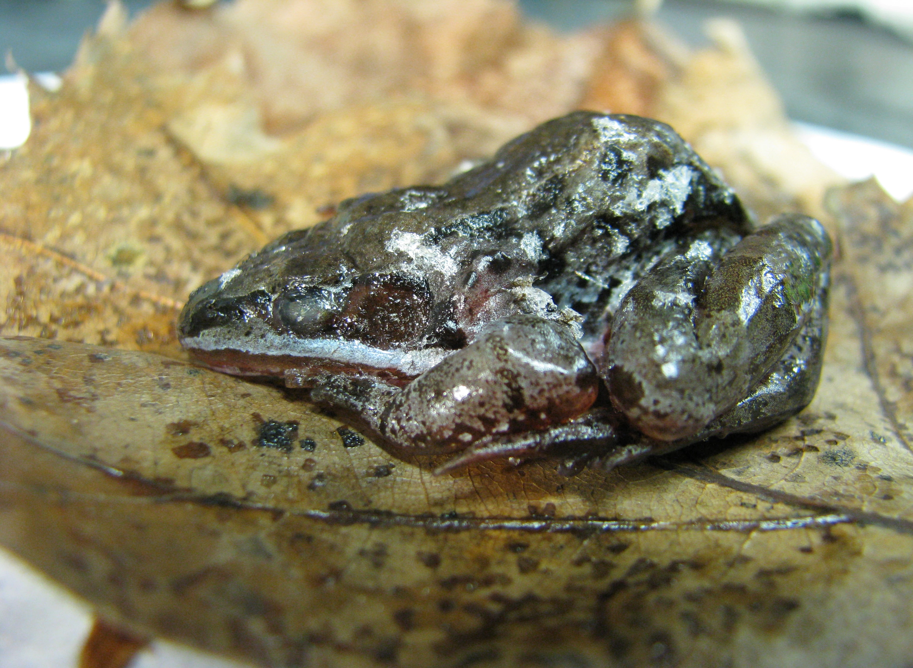 حیوانات یخ زده