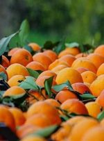 این پرتقال‌های آلوده را با نرخ‌های نجومی نخرید