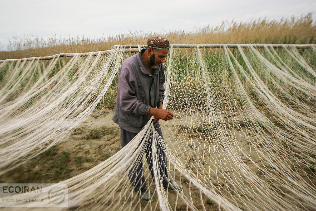 کاهش بیش از  254 تنی صادرات خاویار ایران / سقوط  تجارت خاویار در  4 دهه