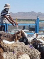  توقف صادرات دام زنده به قطر در آستانه جام جهانی/ وزارت کشاورزی روی کاغذ از دام‌پروری حمایت می‌کند