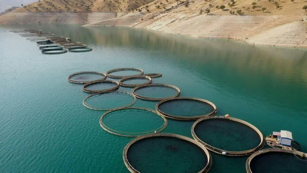 تولید آبزیان تا سال ۱۴۰۴ دو برابر می‌شود البته روی کاغذ