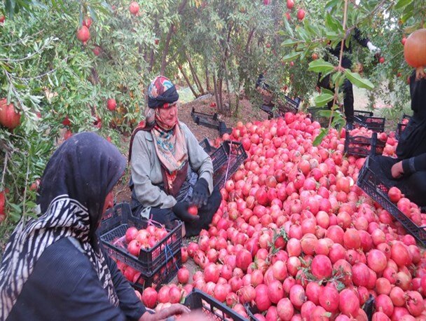 ذائقه بازارهای جهانی باید به تولیدکنندگان انار منتقل شود