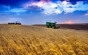 علت شکست سیاست خودکفایی گندم در سال‌های گذشته چیست؟