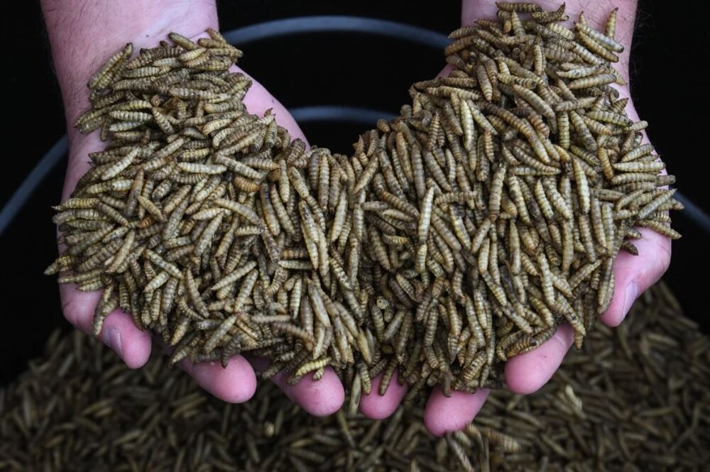 عکس | جایگزین چندش‌آور آنتی‌بیوتیک که زخم‌های عفونی را چند روزه خوب می‌کند