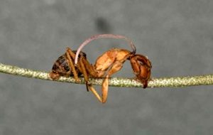 مورچه هایی که زامبی می شوند + عکس