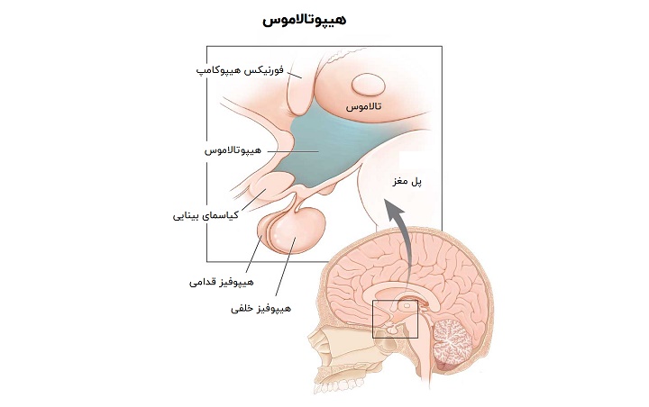 هیپوتالاموس و هیپوفیز
