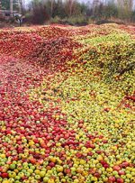 پاکستان : سیب بدهید نارنگی و انبه وارد کنید!