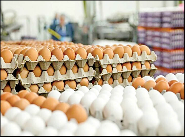 چرا تخم‌مرغ گران شد؟
