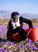 ارزش صادرات زعفران به ۱۷۲ میلیون دلار رسید/ آمریکایی‌ها مشتری طلای سرخ ایرانی