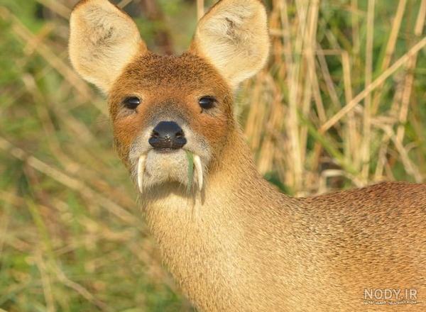 آهوی خون آشام