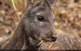 آهوی خون آشام