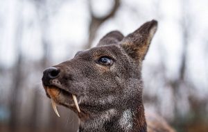 عجیب ترین حیوانات دنیا؛ آهوی خون آشام +عکس