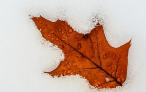 بدهی 54 میلیون دلاری Maple Finance خطرات وام های رمزنگاری را بدون وثیقه نشان می دهد